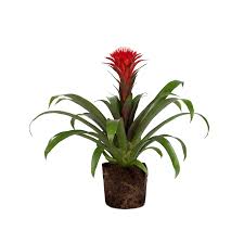 Bromelia