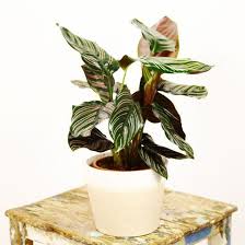 Calathea Ornata