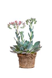 Echeveria