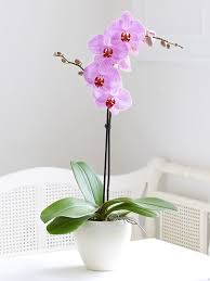 Phalaenopsis