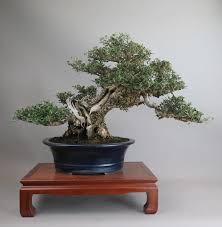 Bonsai olivo