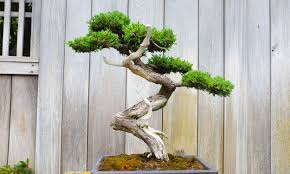 Bonsai Pino